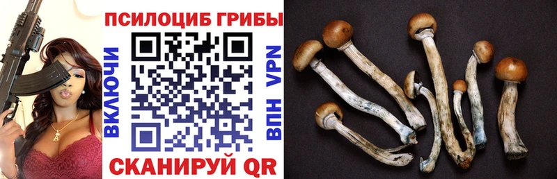 Купить где  Светлогорск  Псилоцибиновые грибы ЛСД 